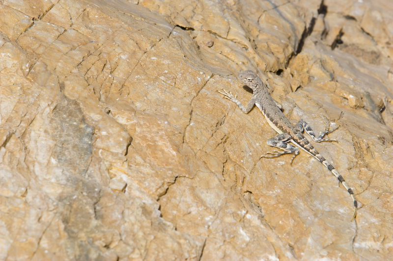 Zebra-Tailed Lizard